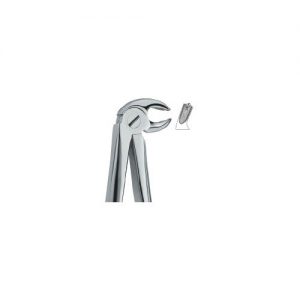 Lower Molars, Right 23